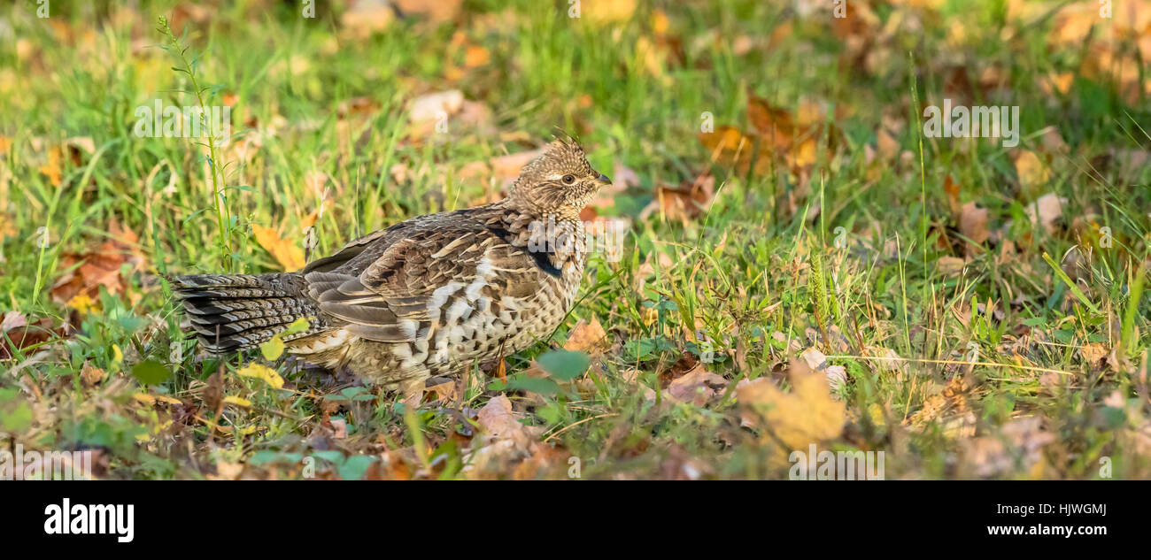 Ruffed grouse Stockfoto