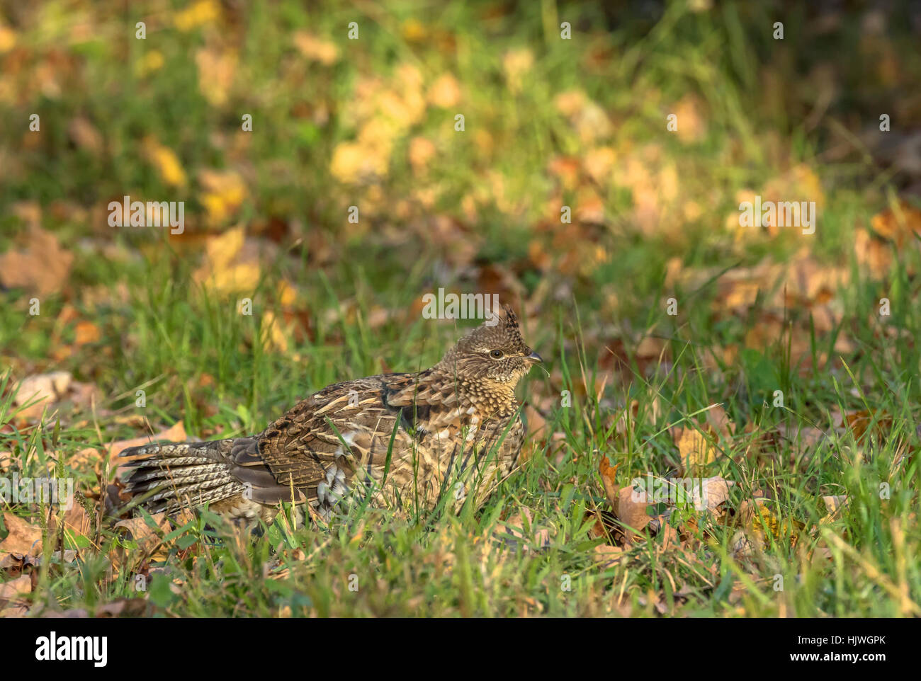Ruffed grouse Stockfoto