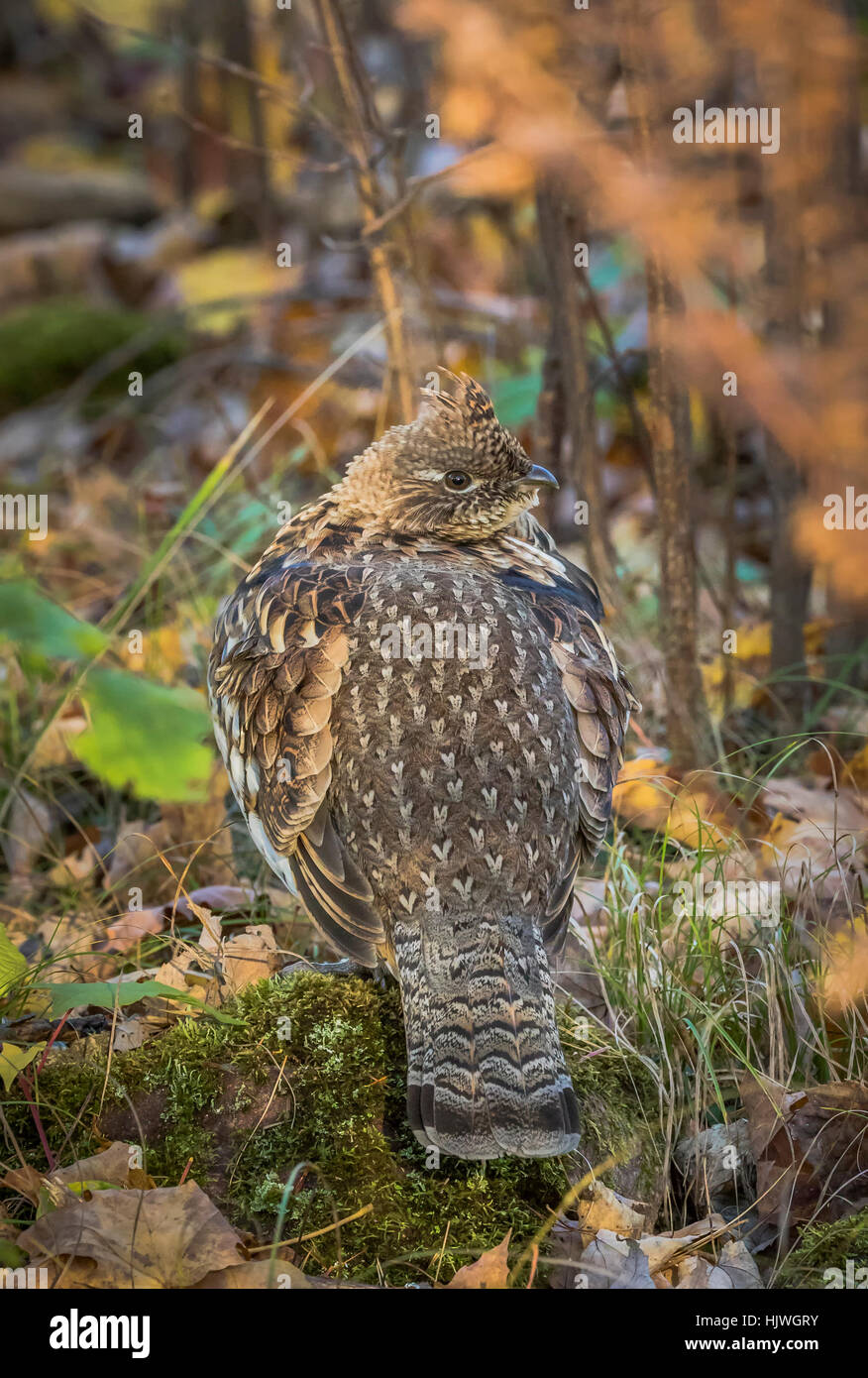 Ruffed grouse Stockfoto