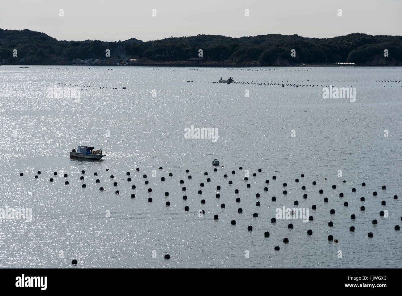 Perlenzucht, Masakijima, Ago Bay, Shima City, Präfektur Mie, Japan Stockfoto