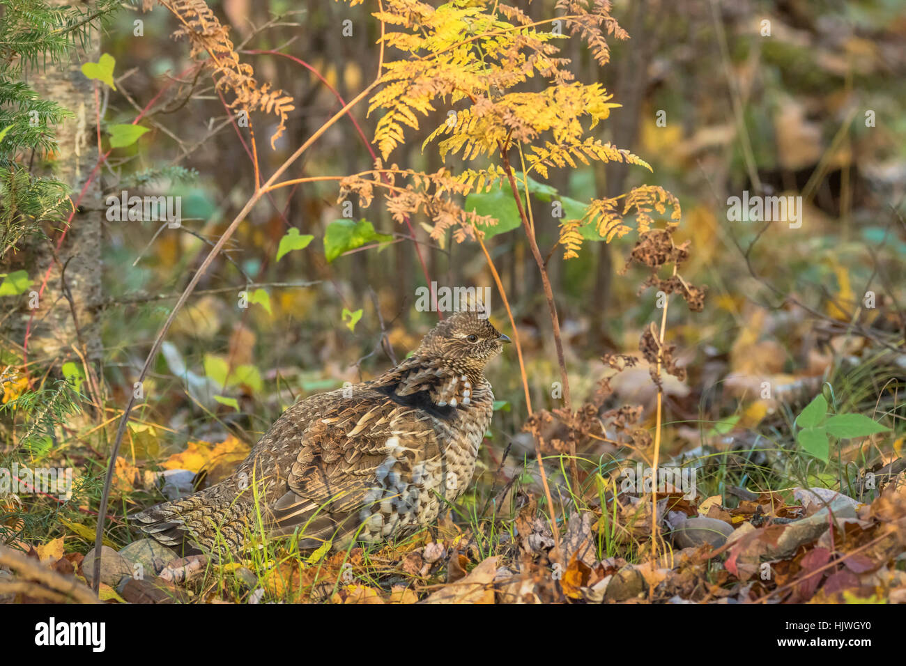 Ruffed grouse Stockfoto