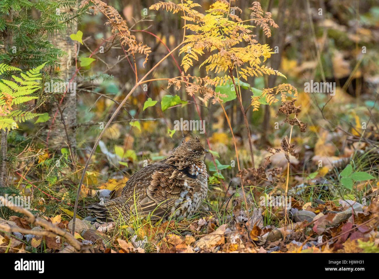Ruffed grouse Stockfoto