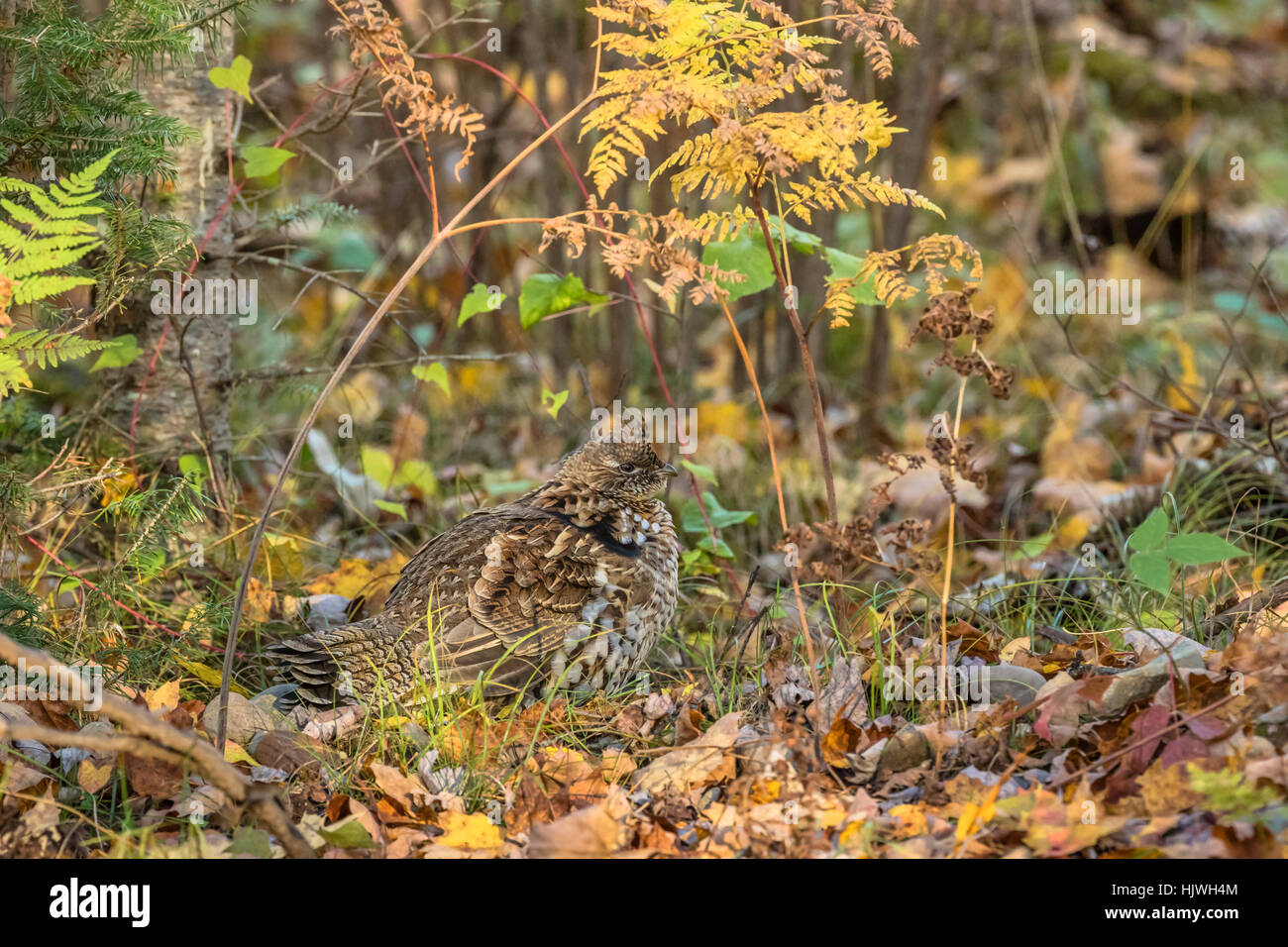 Ruffed grouse Stockfoto