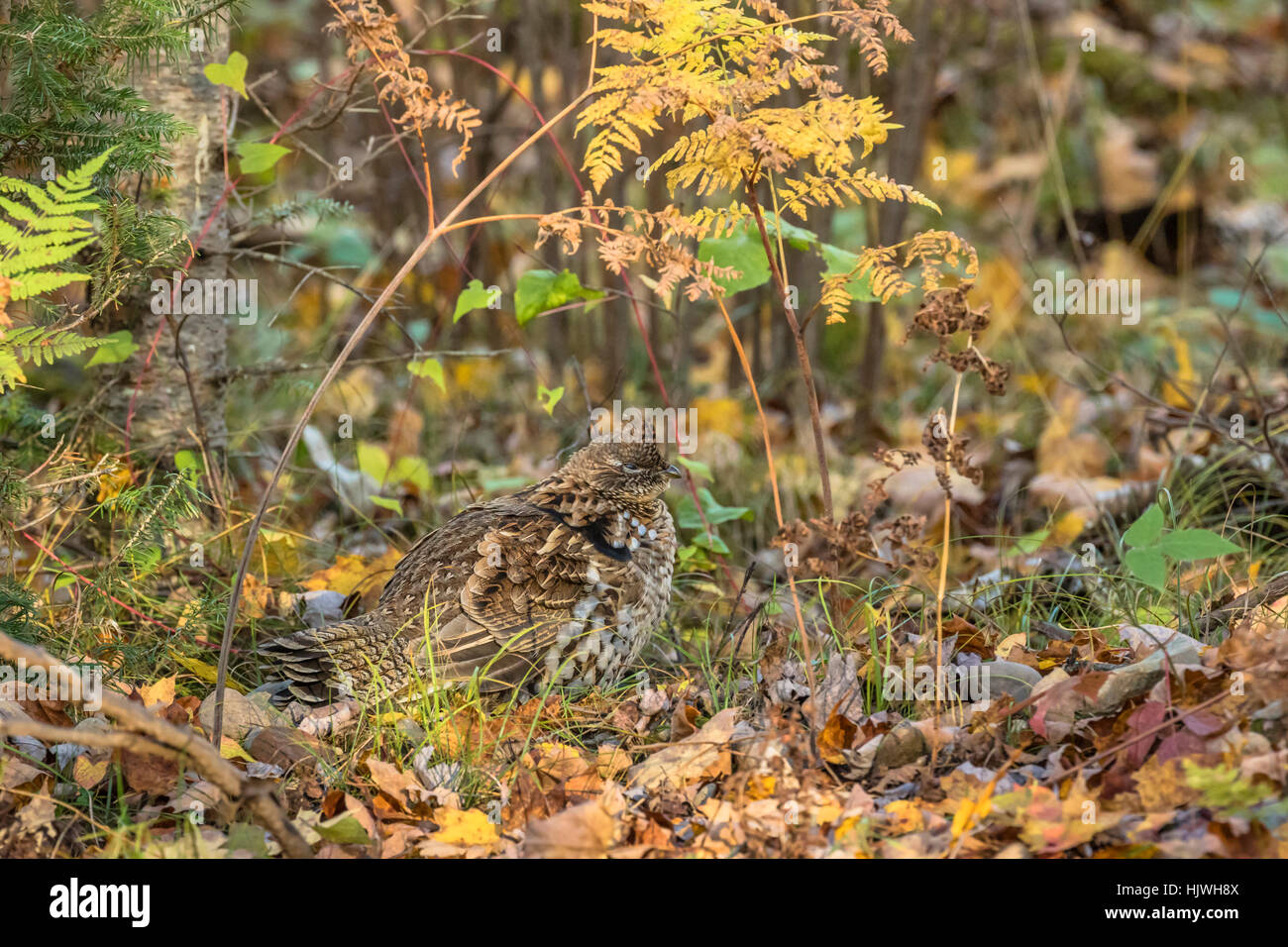 Ruffed grouse Stockfoto