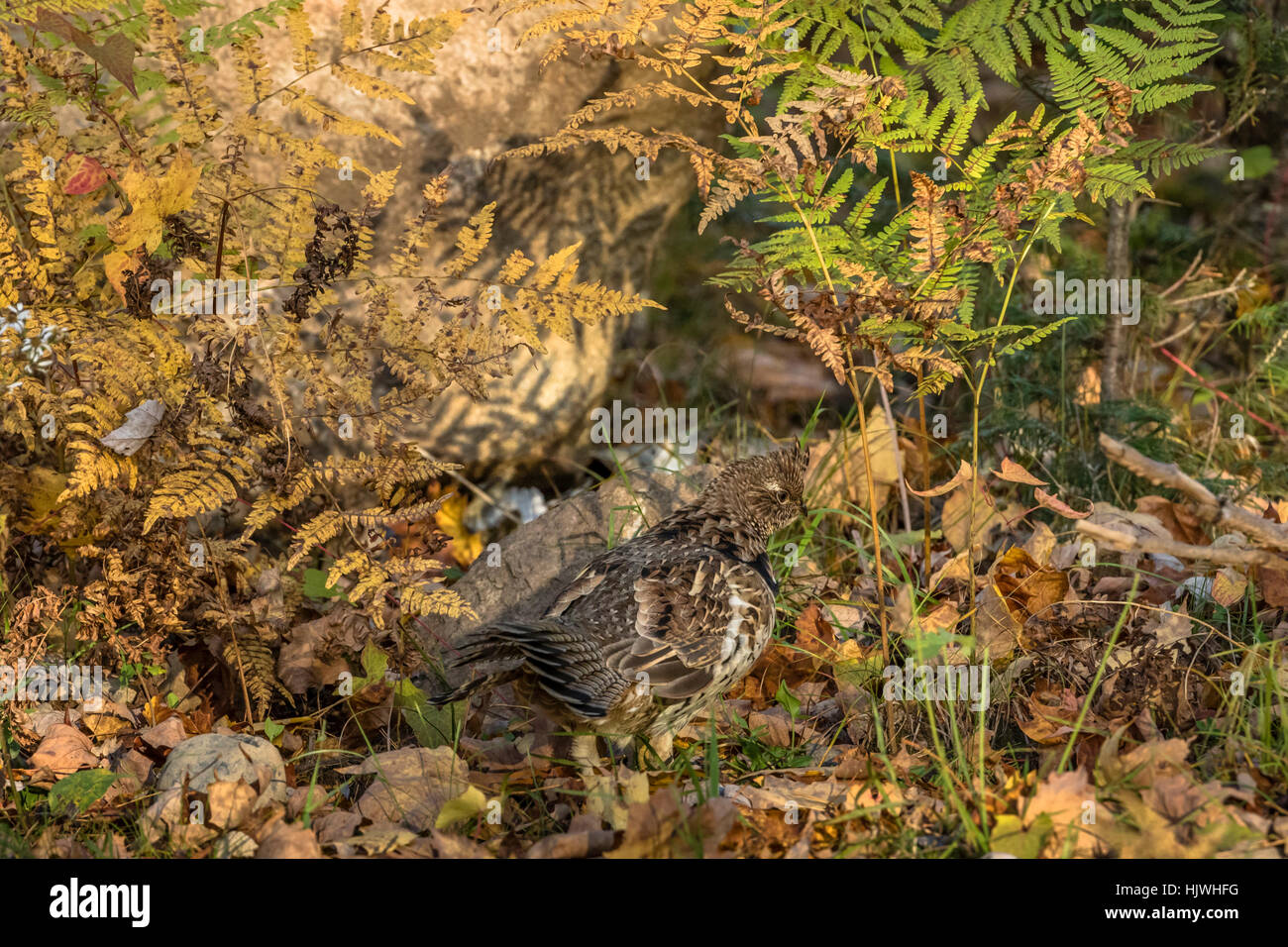 Ruffed grouse Stockfoto