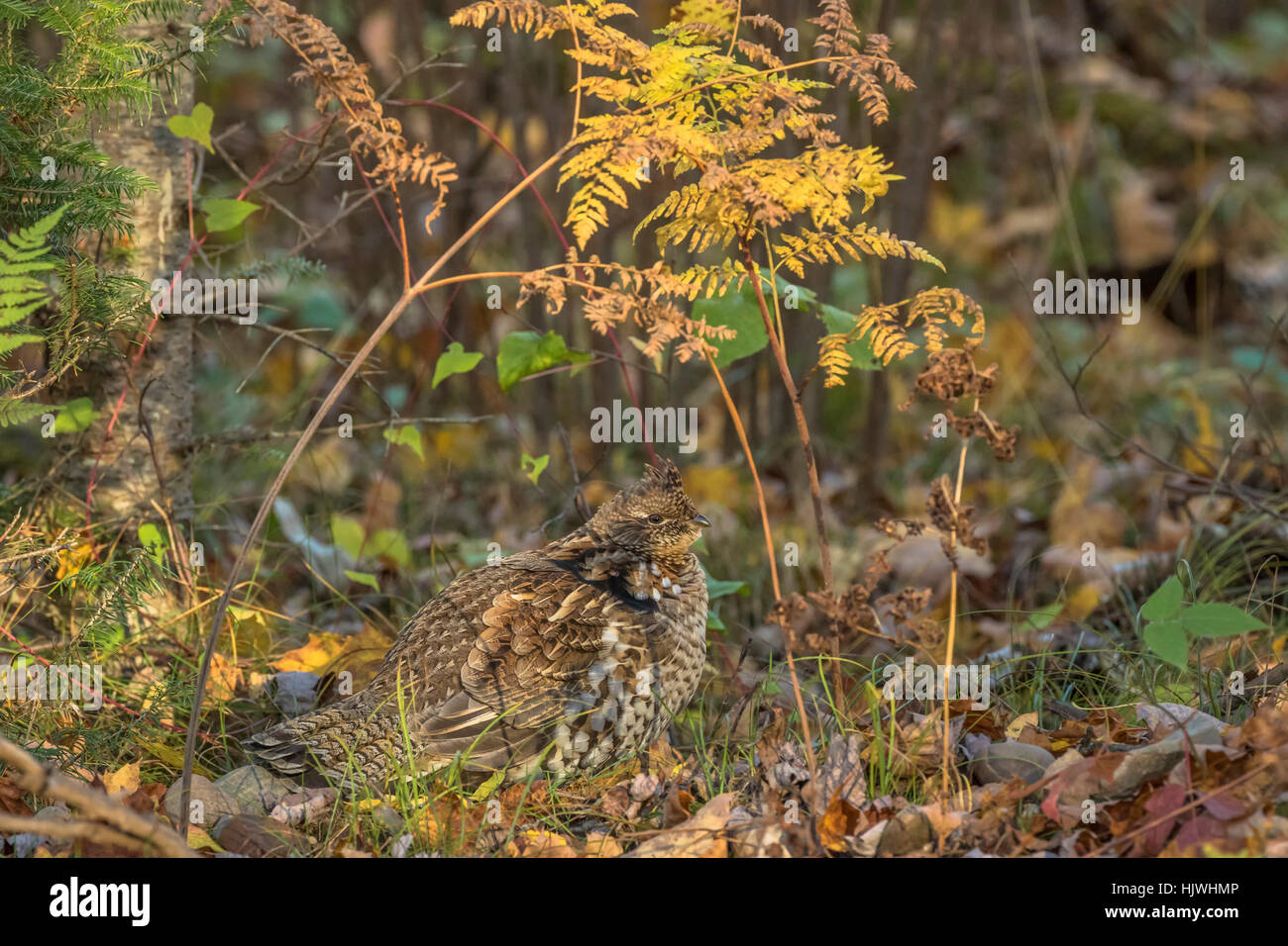 Ruffed grouse Stockfoto