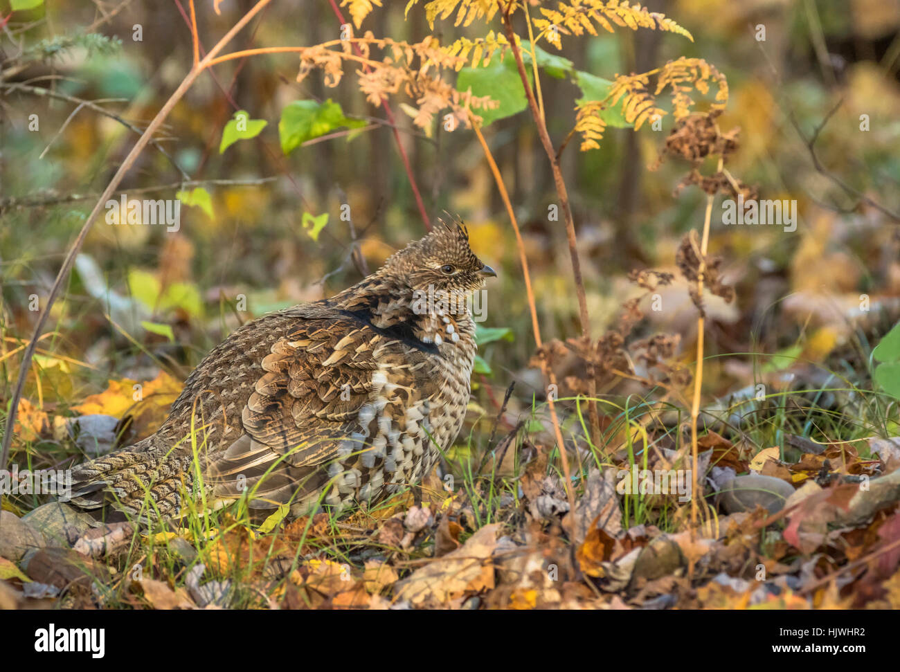 Ruffed grouse Stockfoto