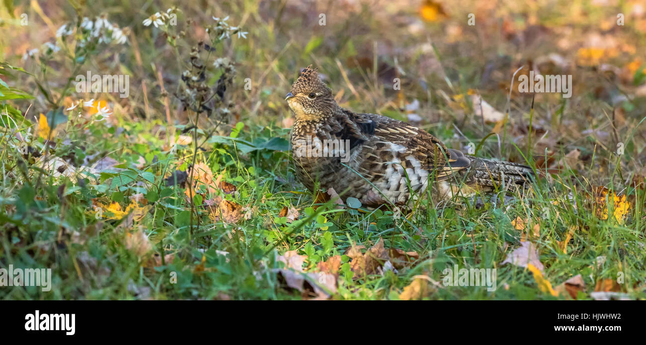 Ruffed grouse Stockfoto