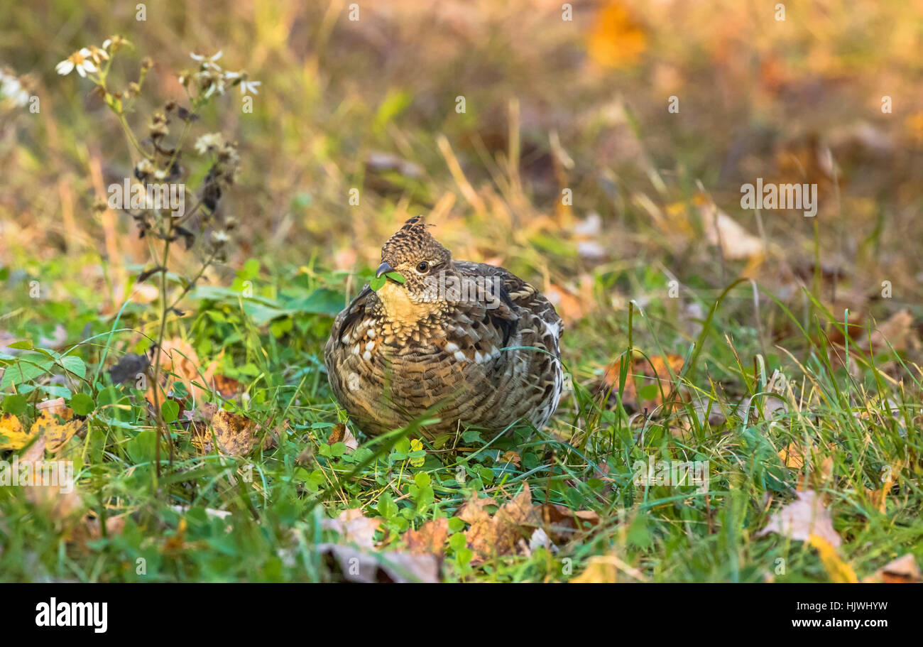 Ruffed Grouse Essen Klee Stockfoto
