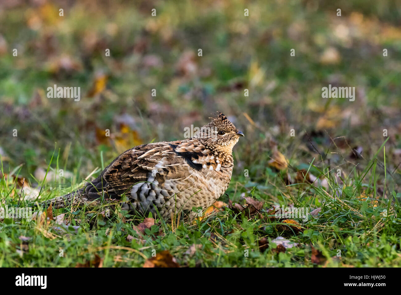 Ruffed grouse Stockfoto