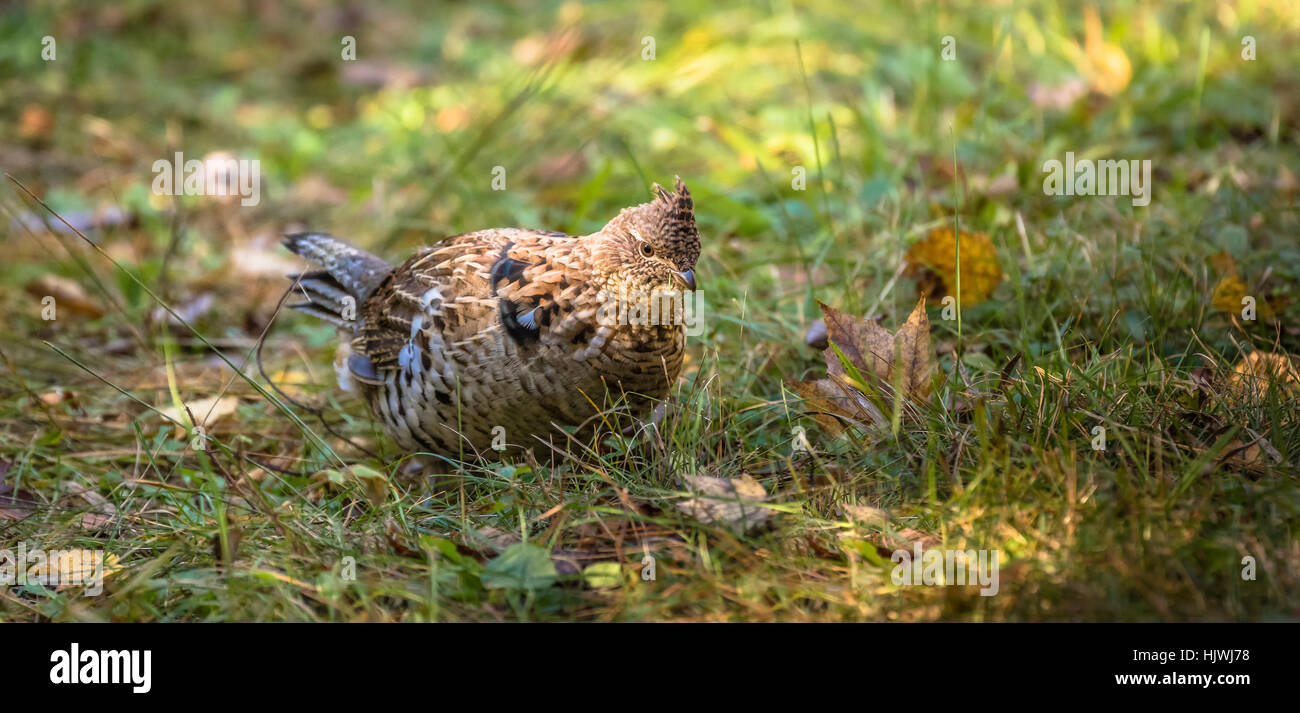 Ruffed grouse Stockfoto