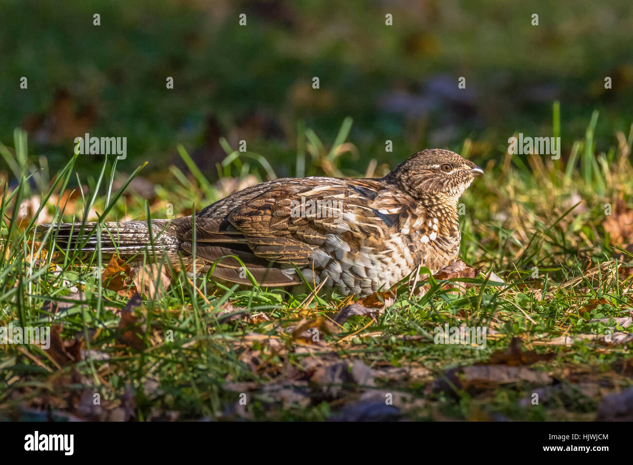 Ruffed grouse Stockfoto
