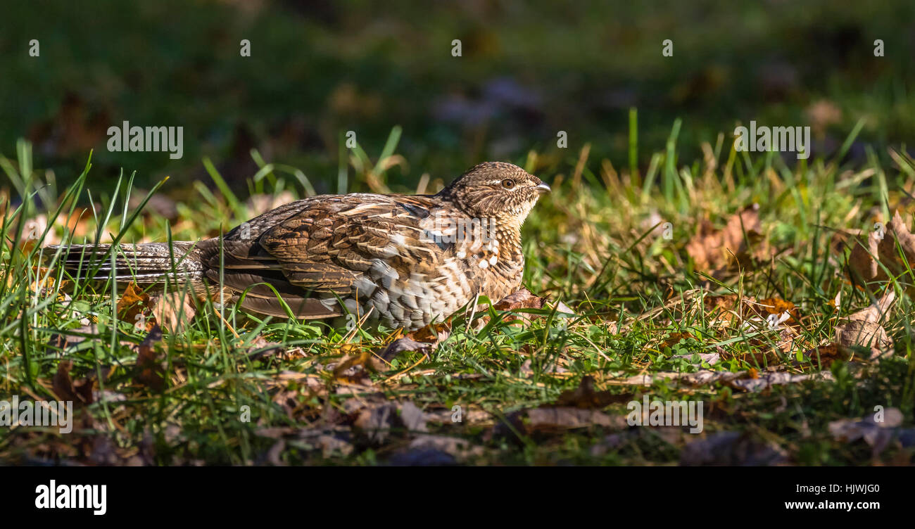 Ruffed grouse Stockfoto