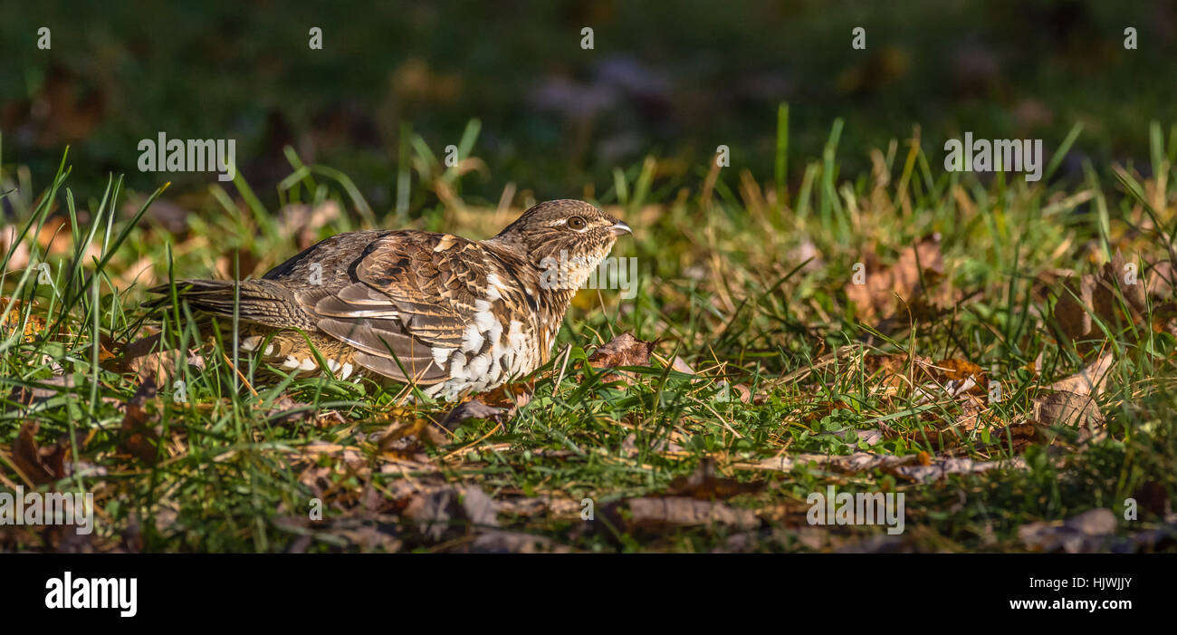 Ruffed grouse Stockfoto