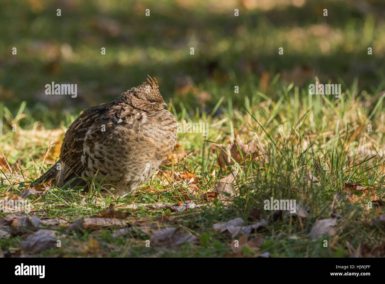 Ruffed grouse Stockfoto