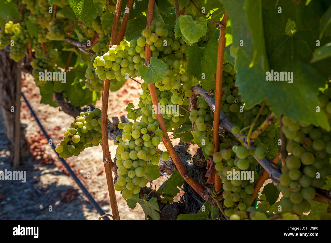 Weintrauben, Santa Rosa, Sonoma County, Kalifornien, USA Stockfoto