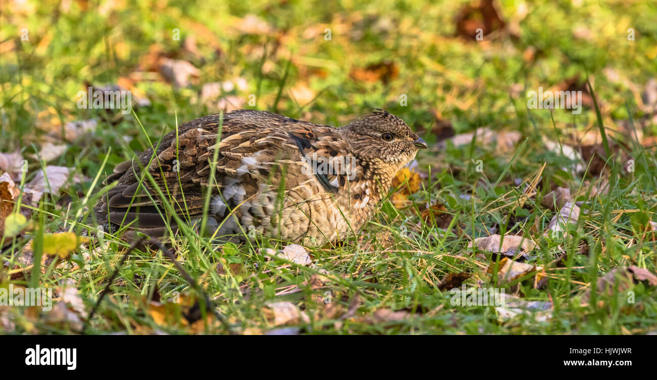 Ruffed grouse Stockfoto