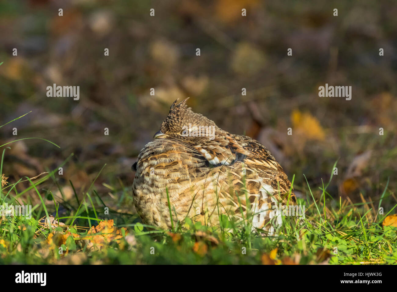 Ruffed grouse Stockfoto