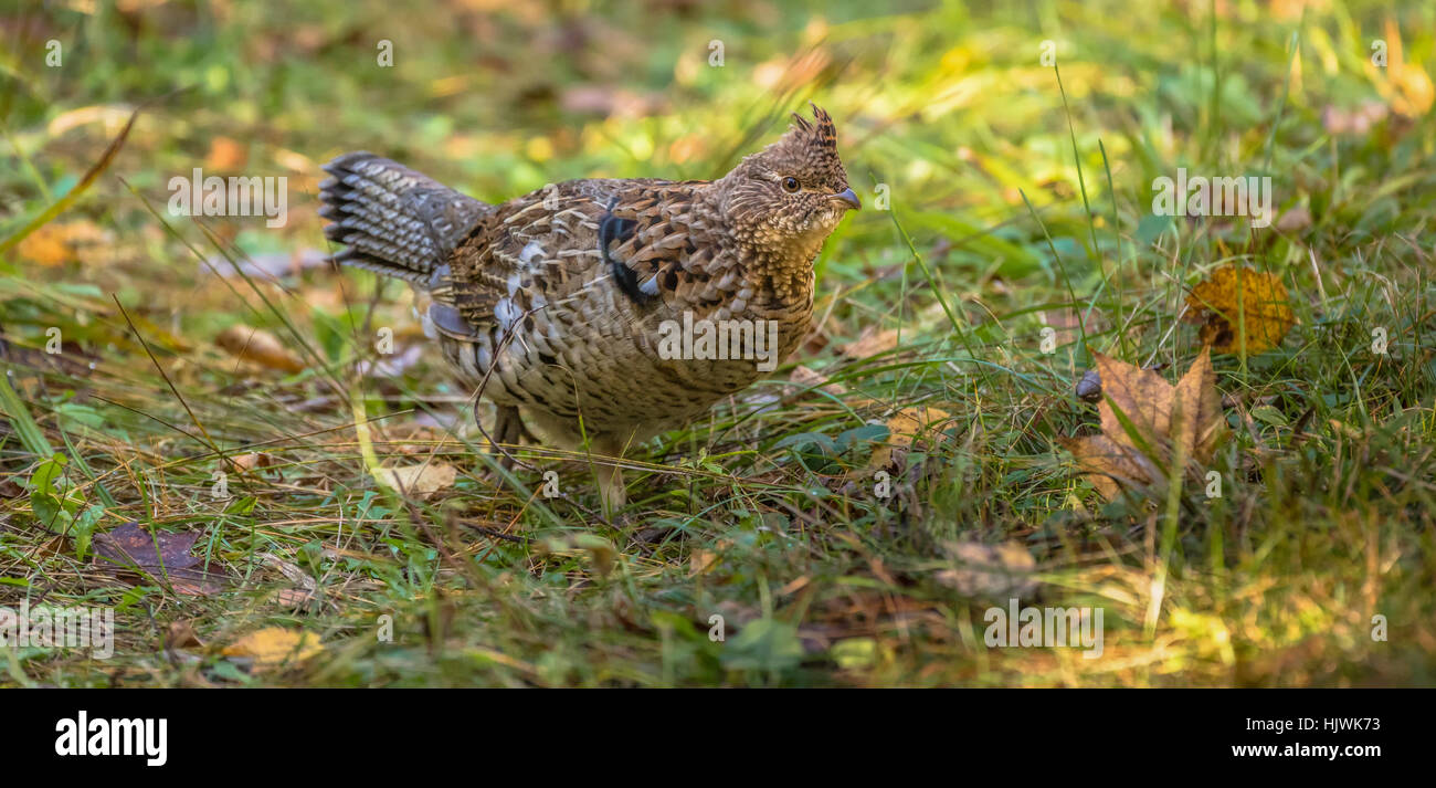 Ruffed grouse Stockfoto