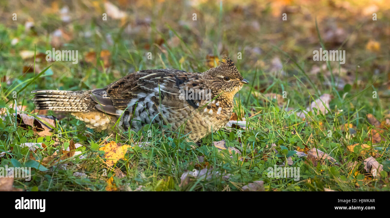 Ruffed grouse Stockfoto