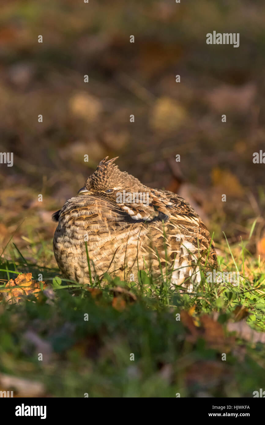 Ruffed grouse Stockfoto