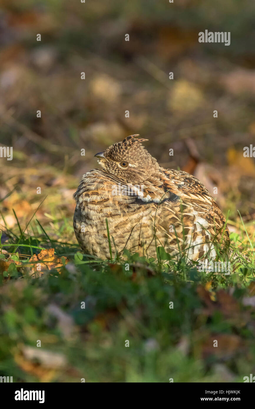 Ruffed grouse Stockfoto