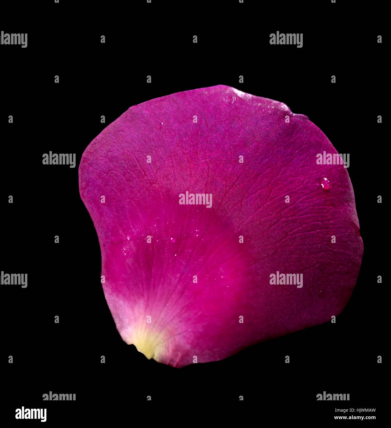 violette Rosenblatt Stockfoto