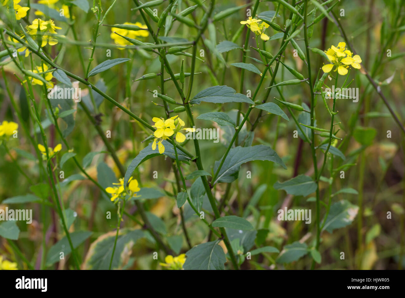 Acker-Senf, Ackersenf, Sinapis Arvensis, Bereich Senf, Wilder Senf, Ackersenf, La Moutarde des champs, Sanve, sénevé Stockfoto