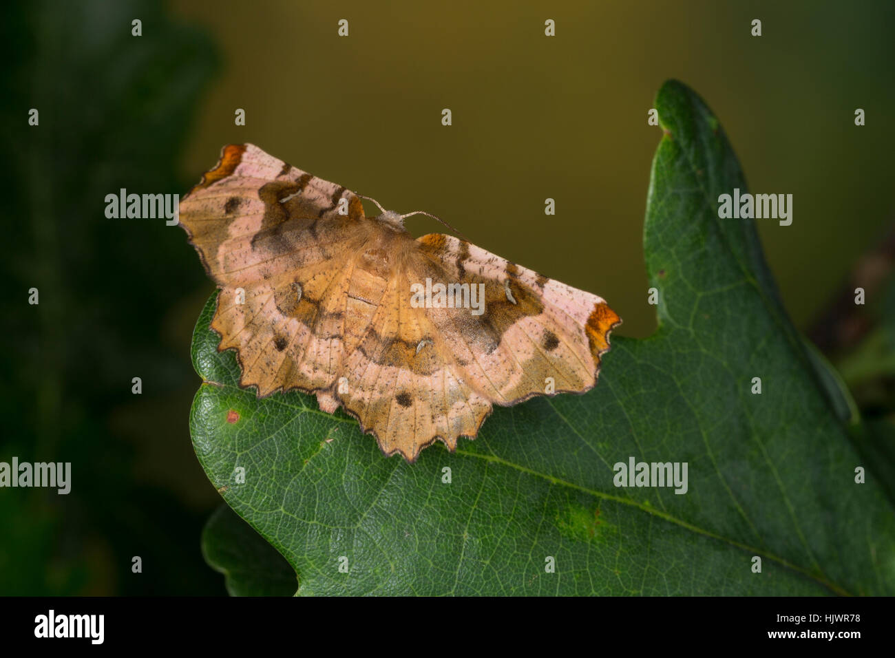 Violettbrauner Mondfleckspanner, Selenia Tetralunaria, lila Dorn, l'ennomos Illustre. Spanner Geometridae, Greifer, Spanner, Geometer Motten, geomet Stockfoto