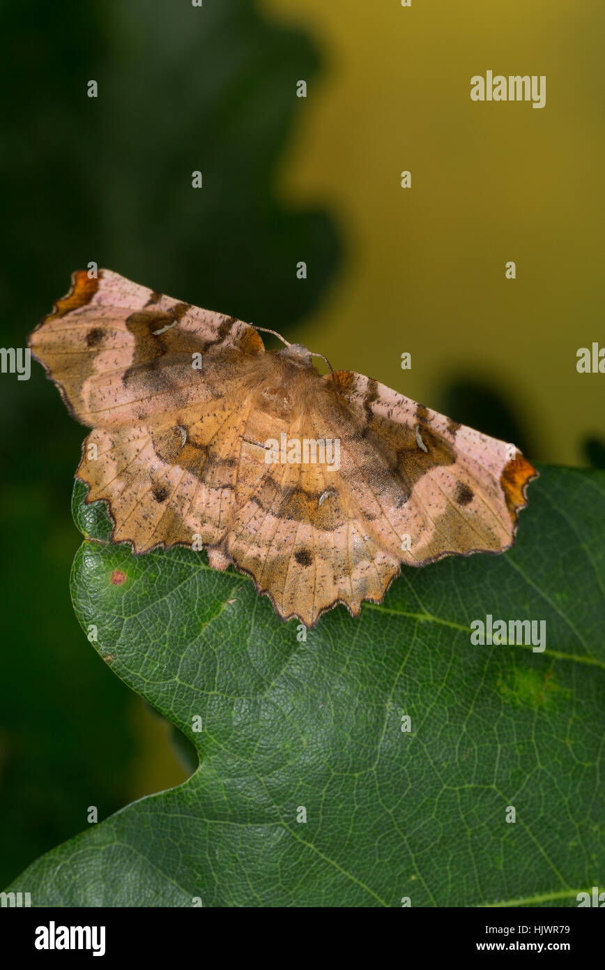 Violettbrauner Mondfleckspanner, Selenia Tetralunaria, lila Dorn, l'ennomos Illustre. Spanner Geometridae, Greifer, Spanner, Geometer Motten, geomet Stockfoto