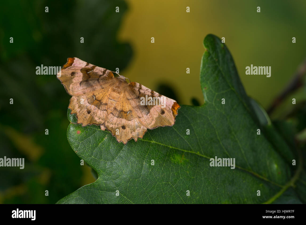 Violettbrauner Mondfleckspanner, Selenia Tetralunaria, lila Dorn, l'ennomos Illustre. Spanner Geometridae, Greifer, Spanner, Geometer Motten, geomet Stockfoto