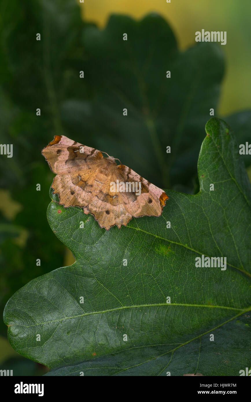 Violettbrauner Mondfleckspanner, Selenia Tetralunaria, lila Dorn, l'ennomos Illustre. Spanner Geometridae, Greifer, Spanner, Geometer Motten, geomet Stockfoto