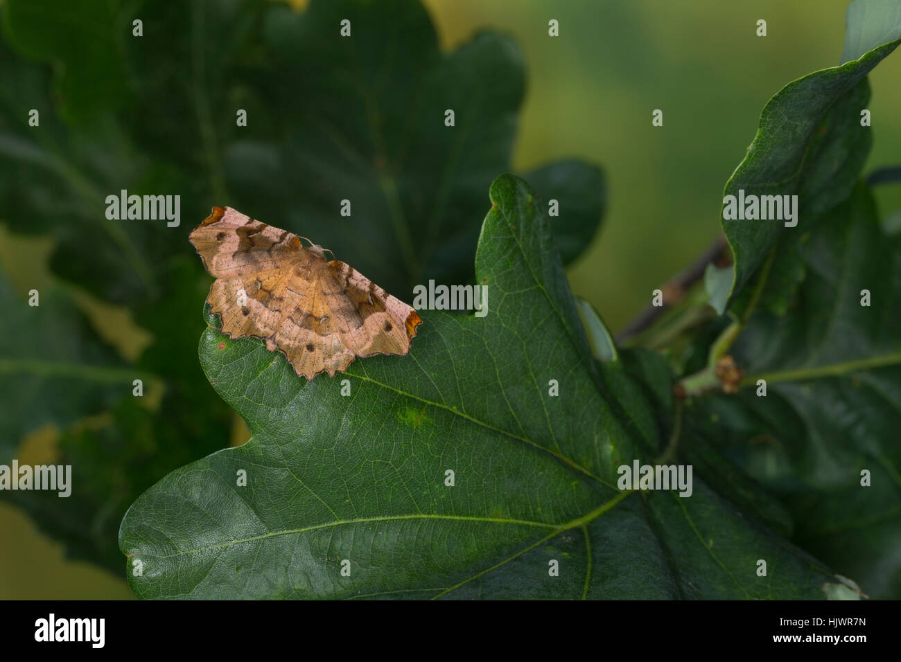 Violettbrauner Mondfleckspanner, Selenia Tetralunaria, lila Dorn, l'ennomos Illustre. Spanner Geometridae, Greifer, Spanner, Geometer Motten, geomet Stockfoto