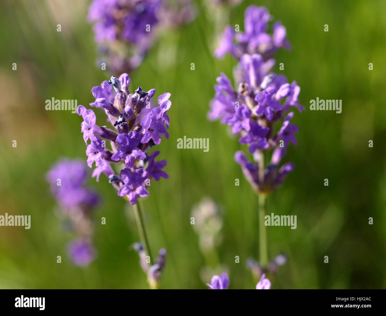 Lavendelblüten Stockfoto