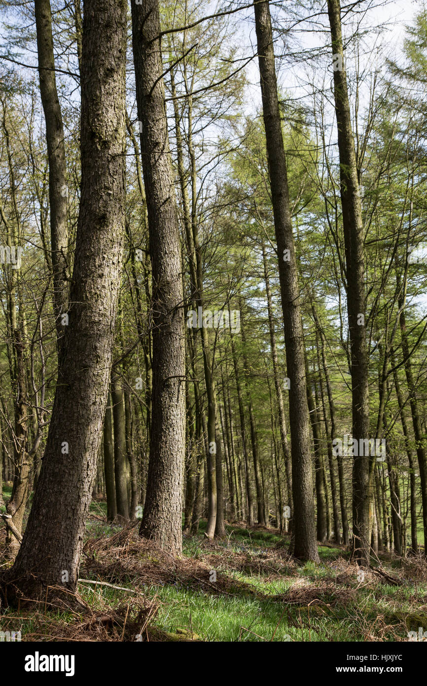 Bäume in einem Wald in den Yorkshire Dales Stockfoto