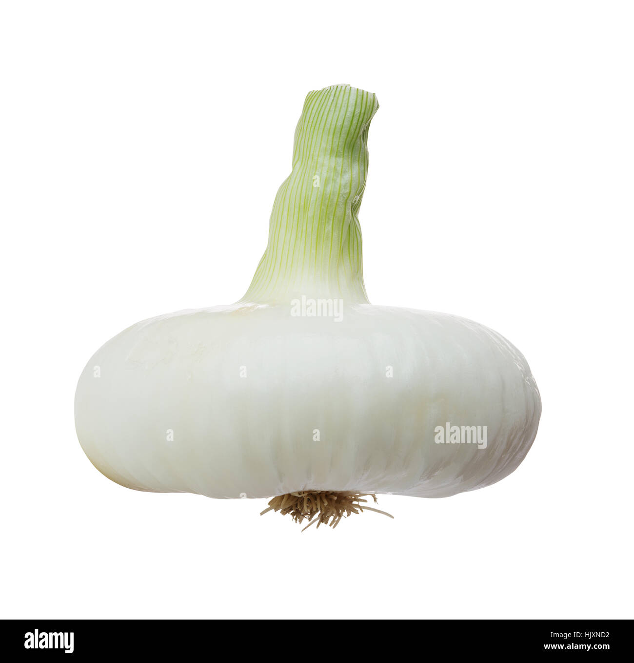 frische weiße Zwiebeln isoliert auf weißem Hintergrund Stockfoto