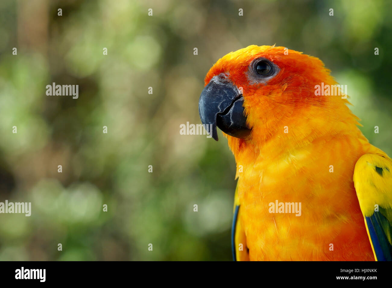 Nahaufnahme des gelben Papagei Vogel, Sun conure Stockfoto