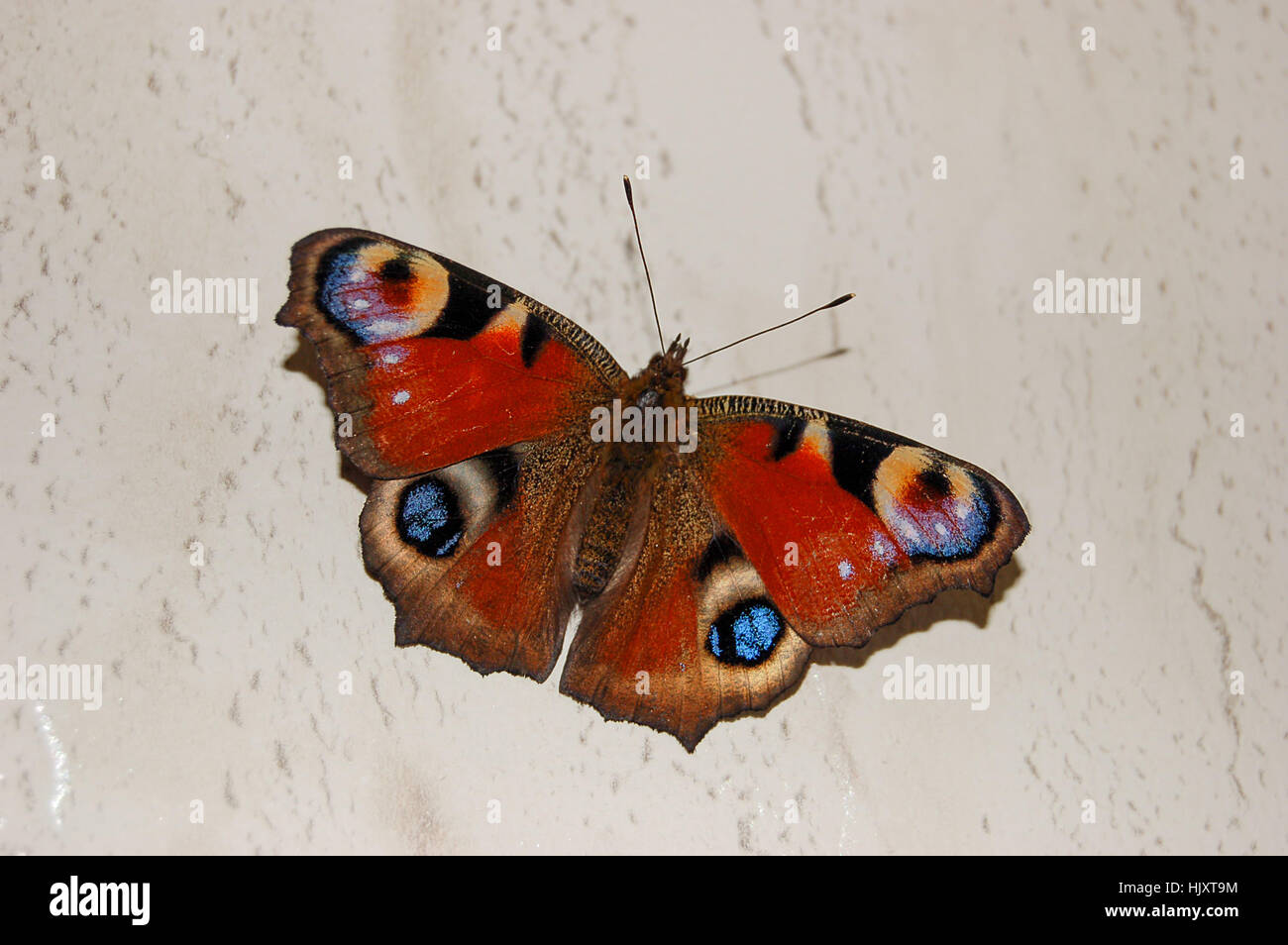 Der schöne Schmetterling und ein Pfau-Auge Stockfoto