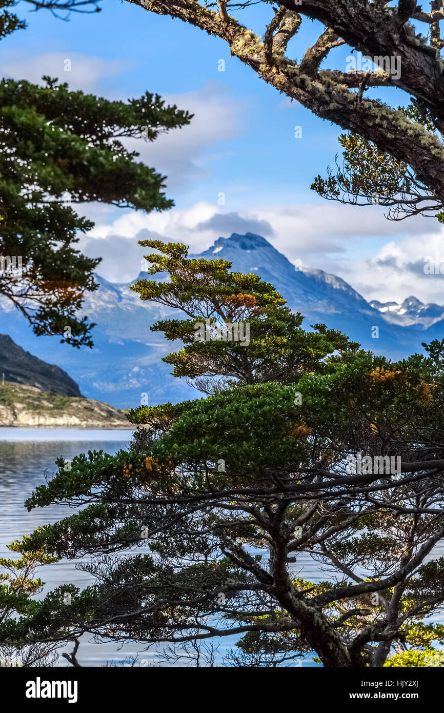 Baum vor den Beagle-Kanal bei Terra Del Fuego Nationalpark, Ushuaia Stockfoto