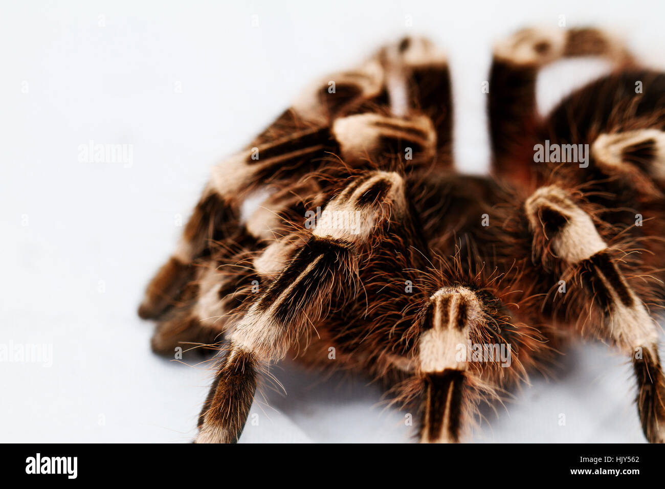 Makro, Nahaufnahme, Makro-Aufnahme, Nahaufnahme Blick, Tier, Insekt, Spinne, Stockfoto