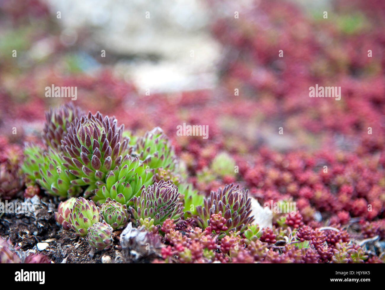 Garten, Garten, Steingarten, Flora, Europa, Nordafrika, Rosette, Pflanze, Stockfoto