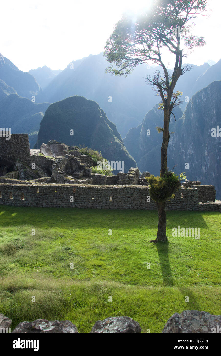 Single Tree in Machu Pichu Stockfoto