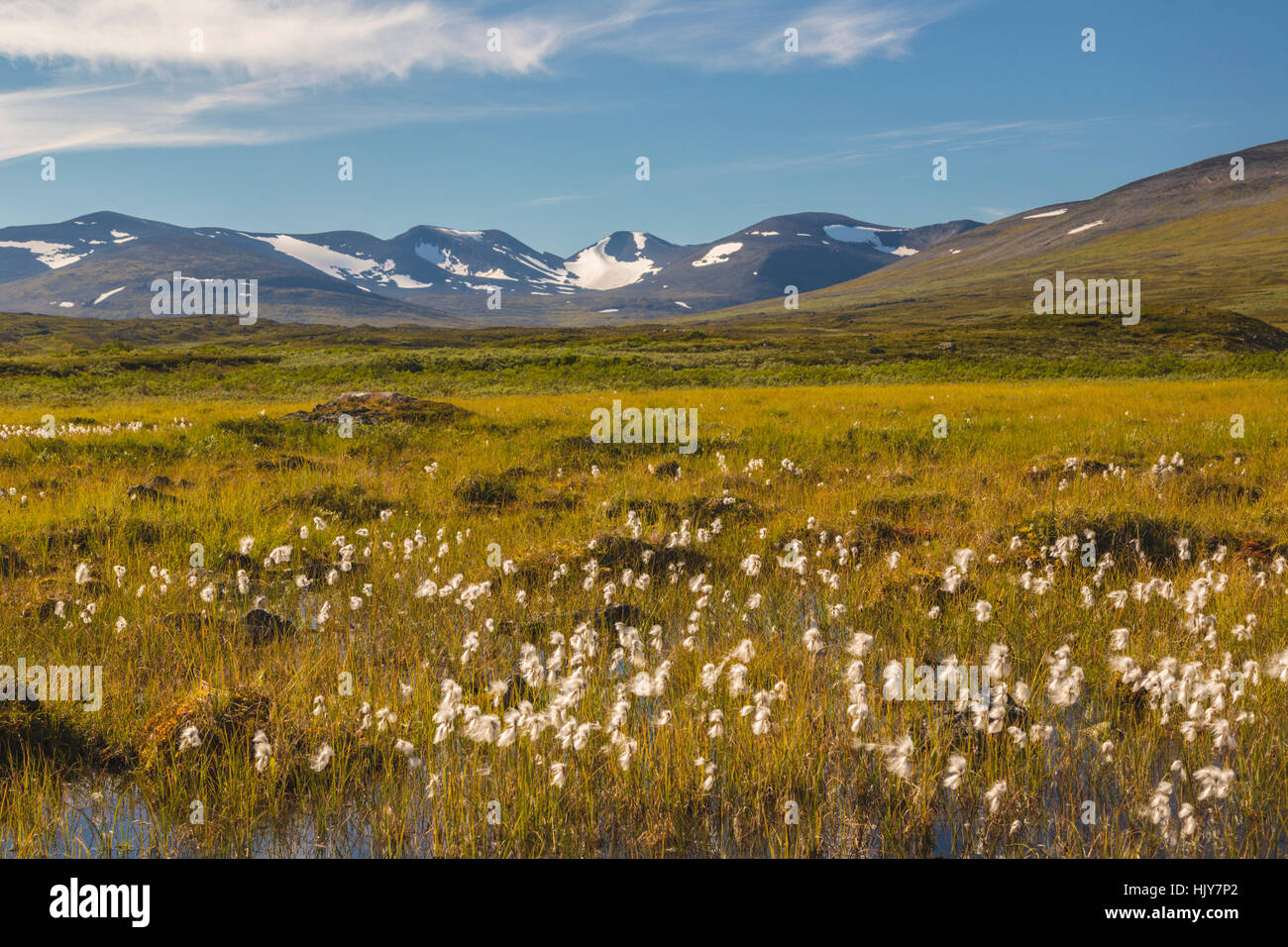 Sommer in den Bergen in Schwedisch-Lappland, Schnee auf den Bergen Wollgras  im Vordergrund, Schwedisch-Lappland, Kiruna, Schweden Stockfotografie -  Alamy