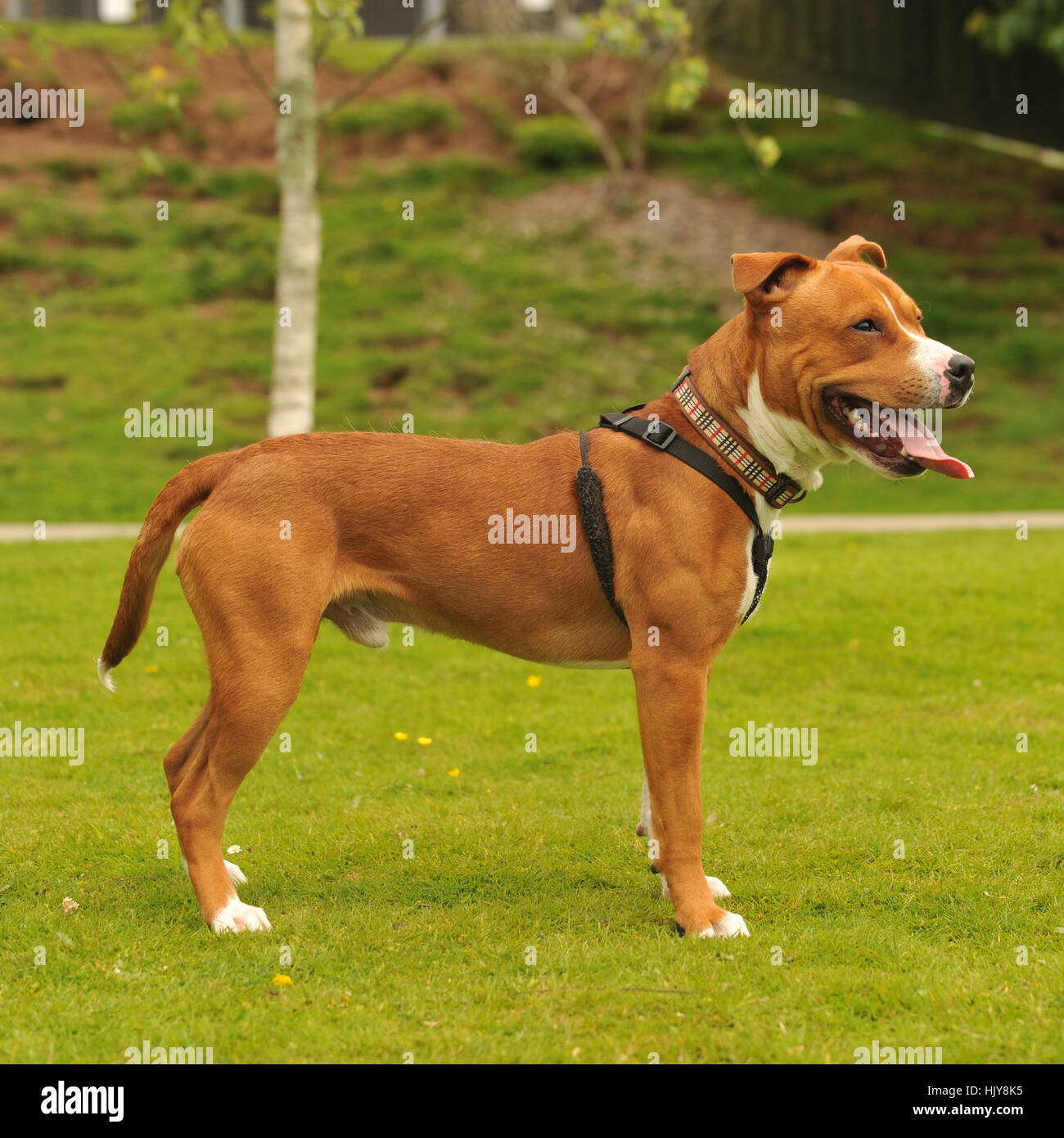 amerikanischer Pit-Bullterrier Stockfoto