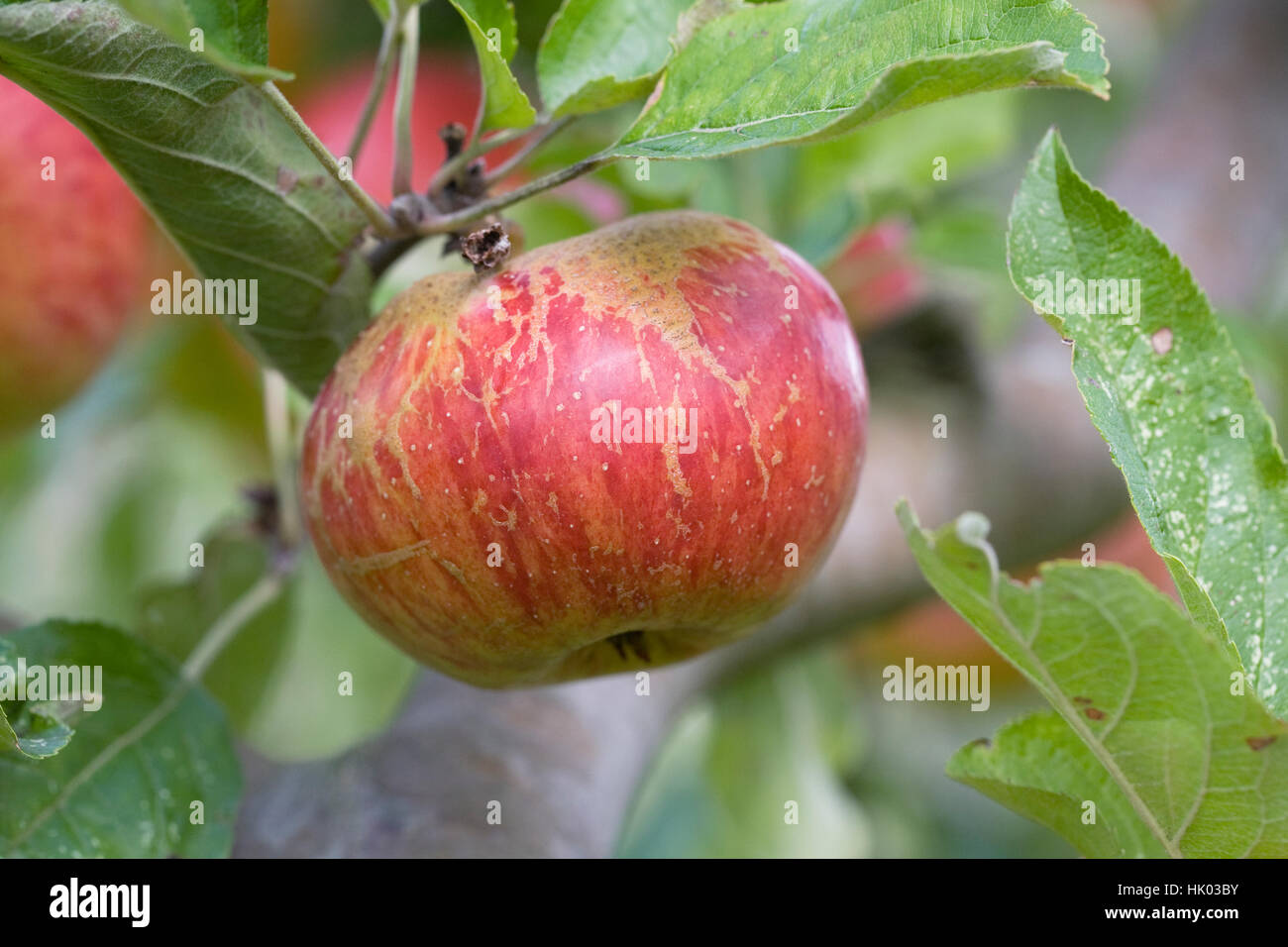 Malus Domestica 'Glanz'. Apfel auf einem Baum. Stockfoto