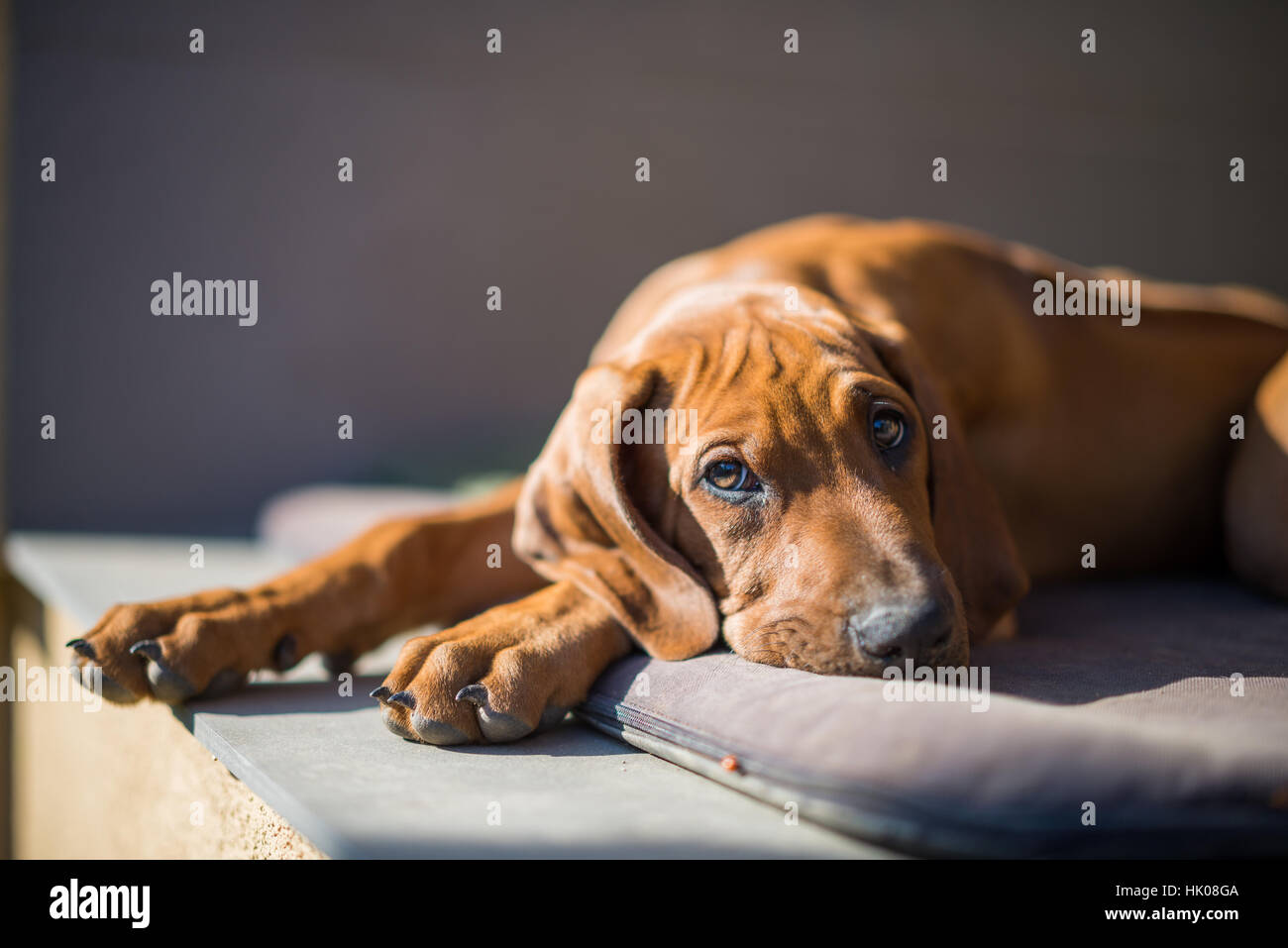 Rhodesian Ridgeback Welpen Stockfoto