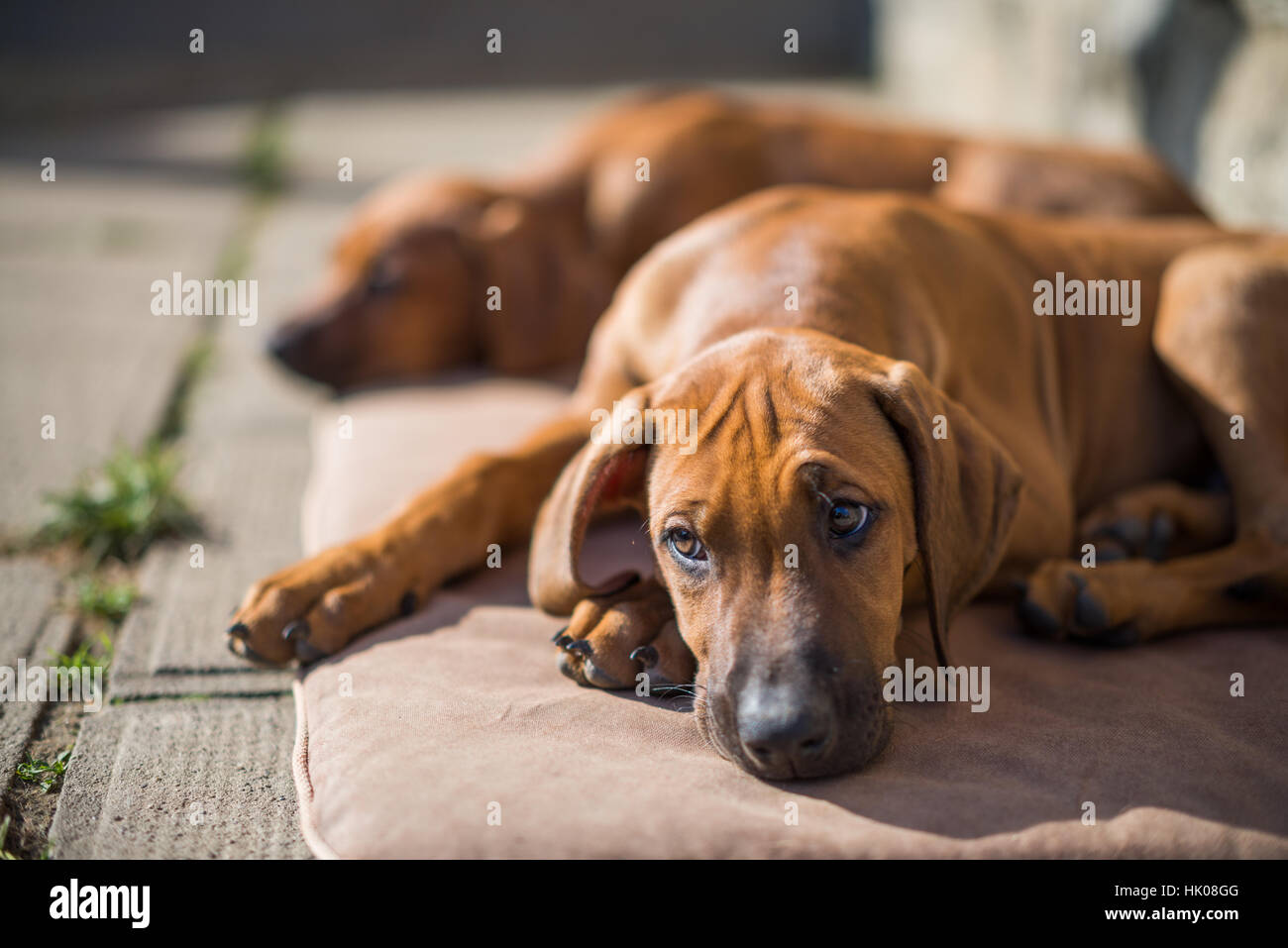 Rhodesian Ridgeback Welpen Stockfoto