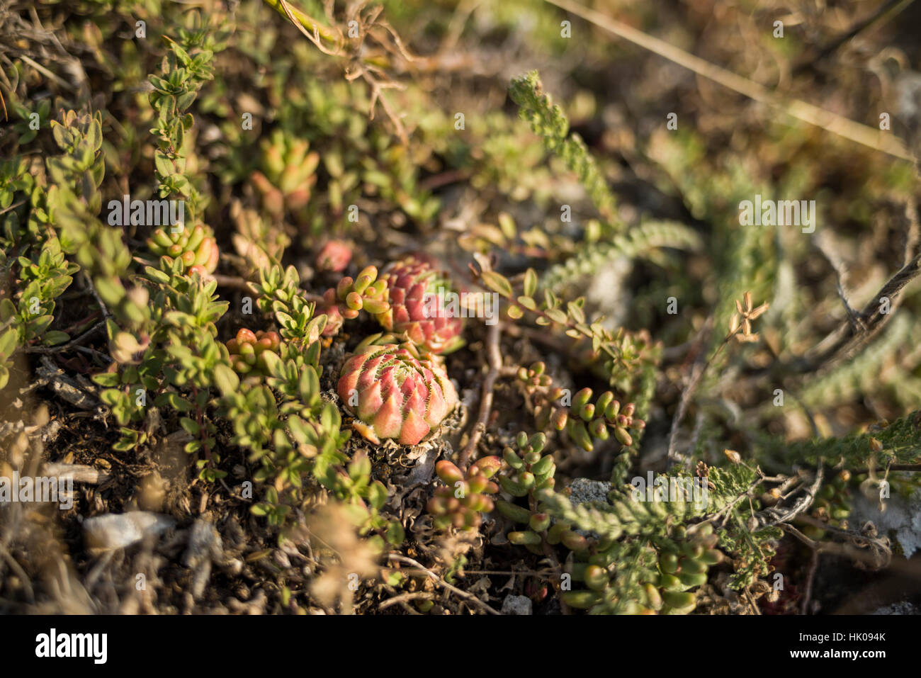 Palava geschützte Landschaftsbereich, Grenzwäldern, Süd-Mähren, Tschechische Republik, Europa Stockfoto