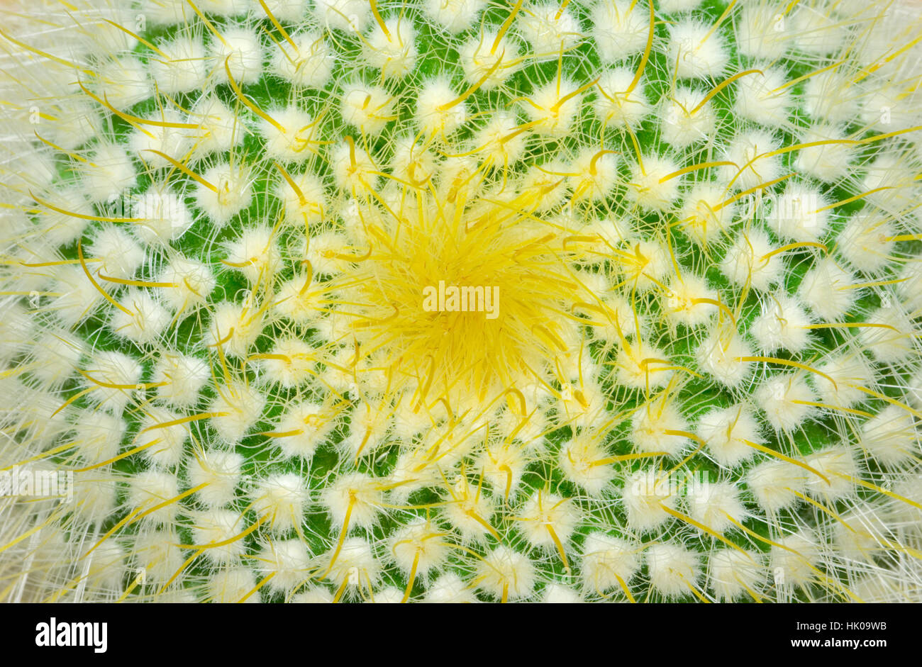 Grünen Kaktus und gelben Stacheln (sehr reichlich). Stockfoto
