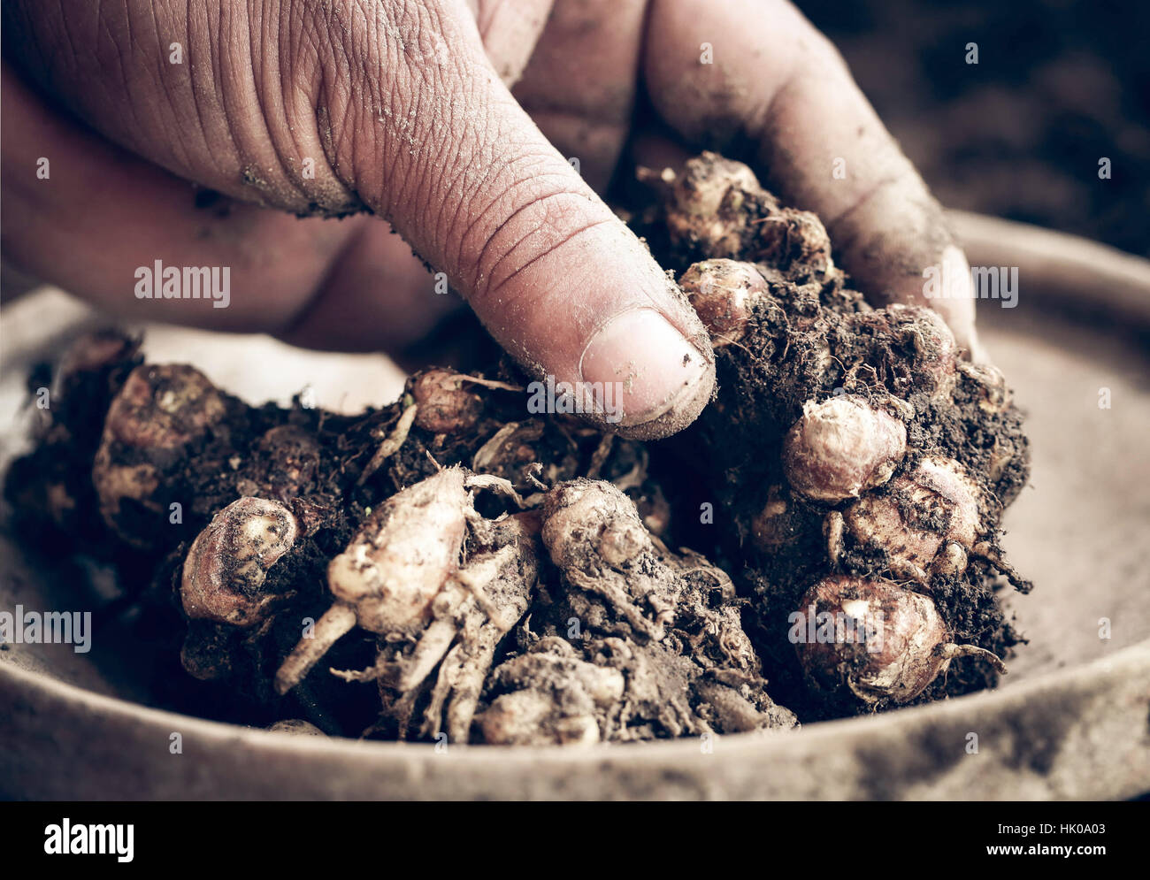 Kaempferia Galanga bekannt als aromatische Ingwer im Boden Stockfoto